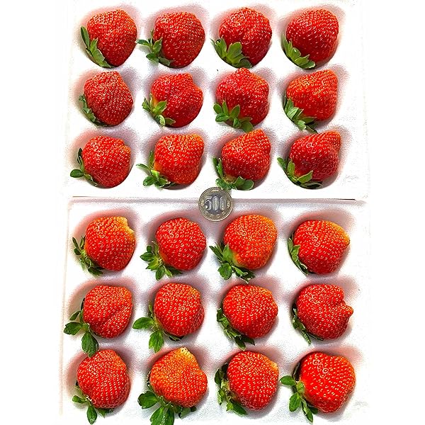 Amazon.co.jp: 【糖度12度の別世界 いちご】常識を超えた甘さ「絶品